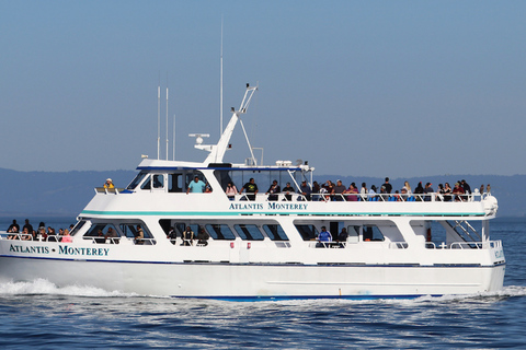 Monterey: Whale Watching Tour with A Marine Guide