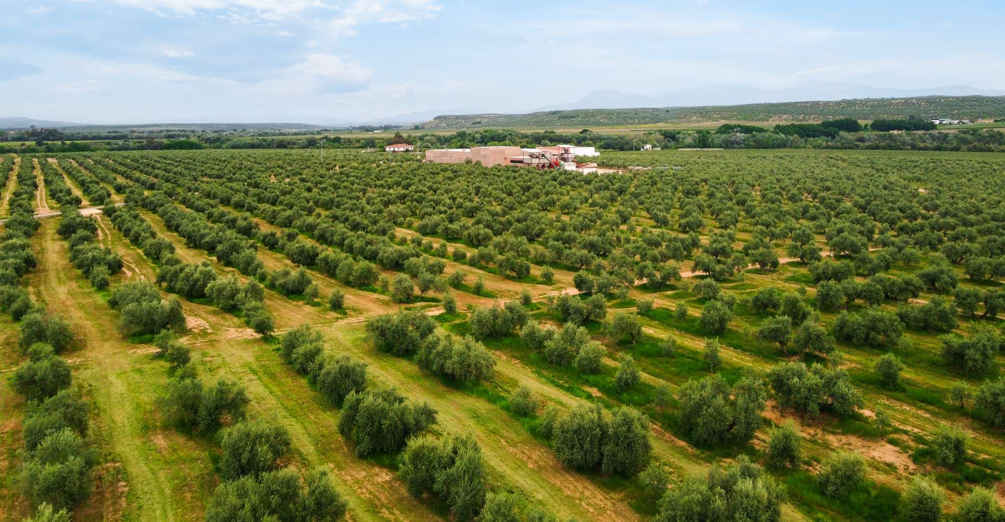 Jaen, Olive oil tour with the 5 senses, grove and tasing - Housity