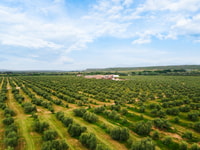 Jaen, Olive Oil Tour avec les 5 sens, Grove et Tasing - Housity