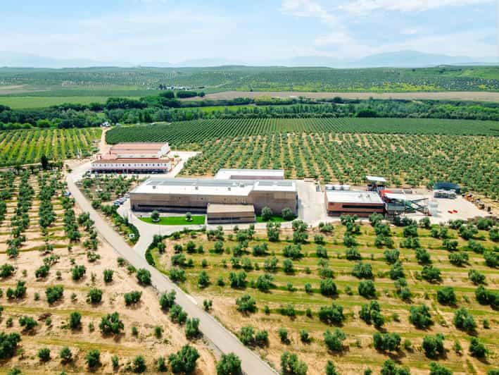 Jaen Olive oil tour with the 5 senses, grove and tasing GetYourGuide