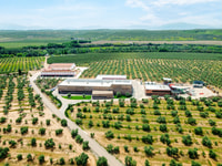 Jaen, Olive Oil Tour avec les 5 sens, Grove et Tasing - Housity