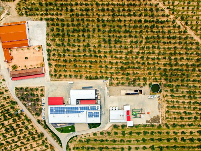 Jaen, Olive oil tour with the 5 senses, grove and tasing - Housity
