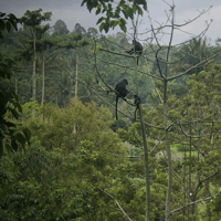 Tetebatu, champs de riz, cascade et visite de la Journée de la forêt de singe - Housity