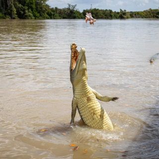 Darwin: viaggio e crociera di incontri con i coccodrilli della Fogg Dam Reserve