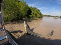 Darwin, der Croc Bus zur berühmten springenden Krokodil-Kreuzfahrt - Hizvo