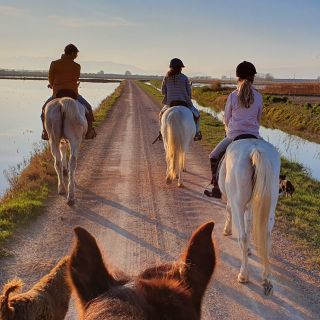 Parco nazionale del delta dell'Ebro: tour guidato a cavallo