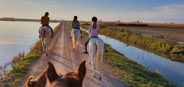 Visit Ebro Delta National Park Guided Horseback Riding Tour in Deltebre