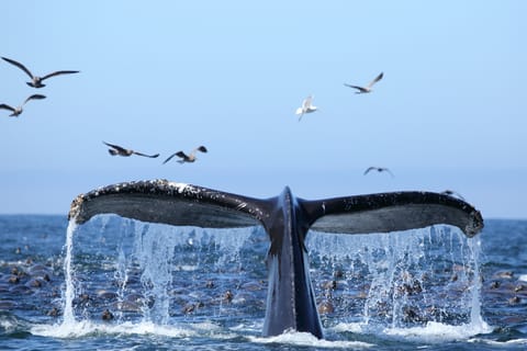 Honolulu: Whale Watching Cruise with Pickup and Drop-Off