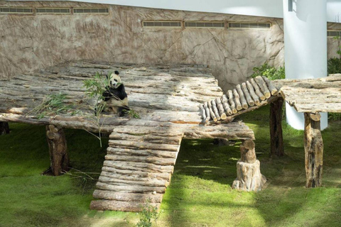 Al Khor: Panda House Visit with Transportation from Doha