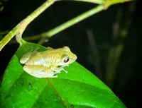 モンテベルデ、野生生物観察ナイトウォーキングツアー - Hizvo