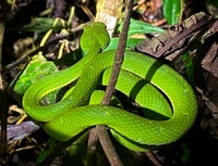モンテベルデ、野生生物観察ナイトウォーキングツアー - Hizvo