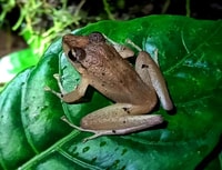 モンテベルデ、野生生物観察ナイトウォーキングツアー - Hizvo