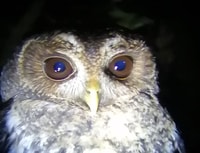 モンテベルデ、野生生物観察ナイトウォーキングツアー - Hizvo