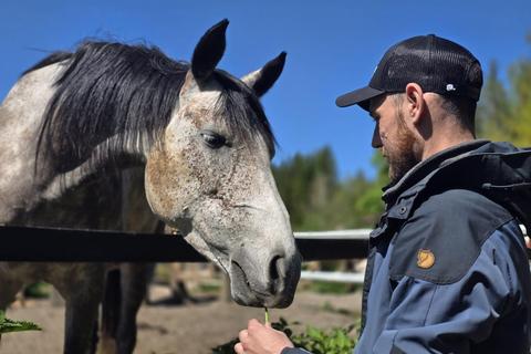 赫尔辛基：驯鹿公园与马厩私人游赫尔辛基：驯鹿公园与马厩私人导览游