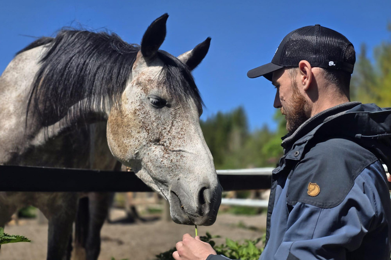 赫尔辛基：驯鹿公园与马厩私人游赫尔辛基：驯鹿公园与马厩私人导览游