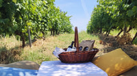 Monferrato, Garetto Wine Estate Tour et pique-nique - Hizvo