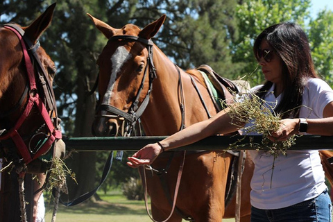 From Buenos Aires: Polo Match, Lesson, and BBQ Day-Trip