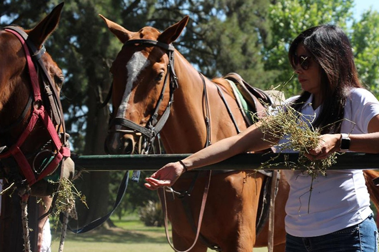 From Buenos Aires: Polo Match, Lesson, and BBQ Day-Trip