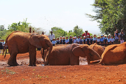 Från Nairobi: Utflykt till David Sheldrick Elephant Orphanage