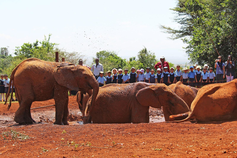 Depuis Nairobi : Visite de l&#039;orphelinat d&#039;éléphants David Sheldrick