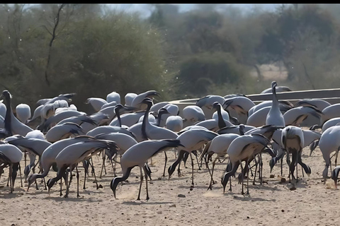 Aldea Bishnoi: recorrido de safari