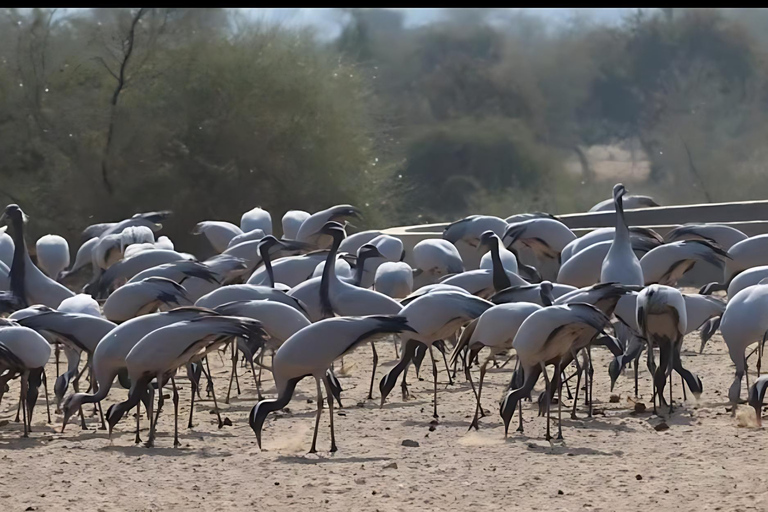 Aldea Bishnoi: recorrido de safari