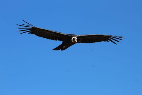 From Arequipa: Colca full day with dance show at breakfast