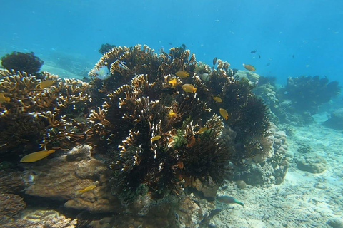 Lombok: pink beach snorkling trip with hotel pick up 2 Lombok: snorkling trip pink beach and explore pink beach