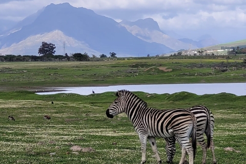 Cape Town: Wildlife Sanctuary and Wine Tour