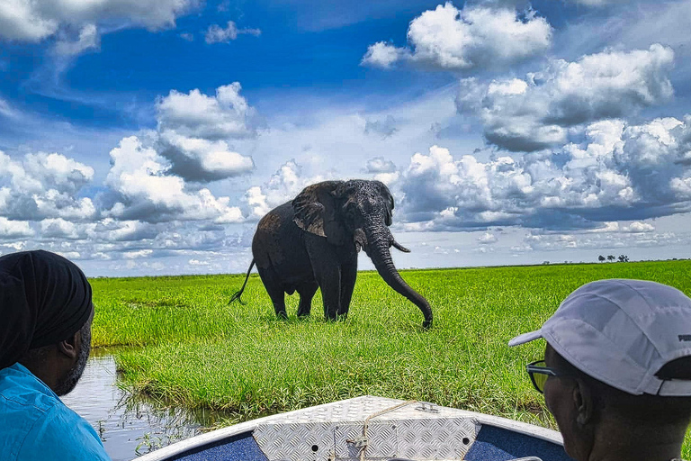 Chobe Express River Safari + Pickup