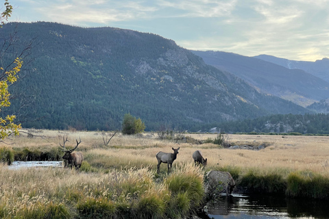 Estes Park: Guided Elk Rut Tour Ruttin' Around Elf Viewing Guided Tour