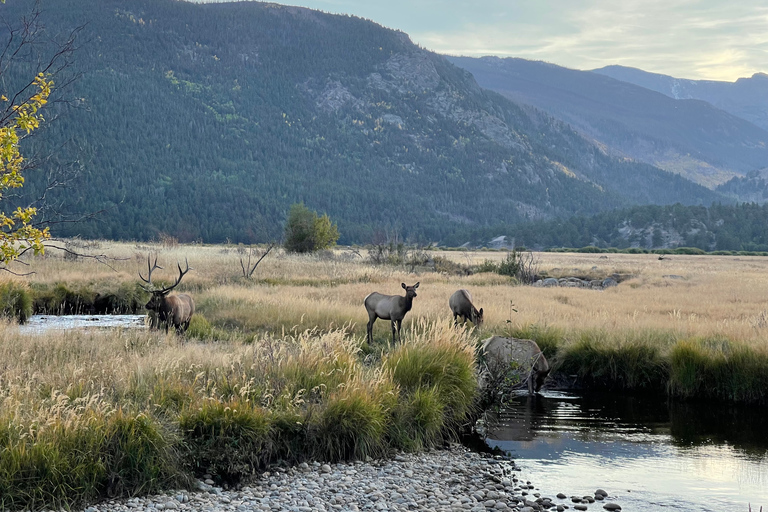 Estes Park: Guided Elk Rut Tour Ruttin' Around Elf Viewing Guided Tour