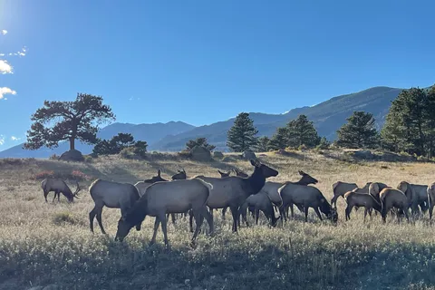 Estes Park: Guided Sunset Elk Mating Ritual Tour
