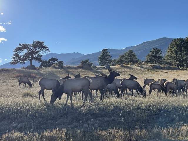 Visit Ruttin' around Elk tour in Rocky Mountains National Park