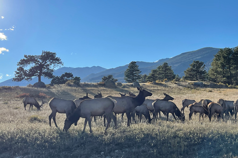 Estes Park: Guided Elk Rut Tour Ruttin' Around Elf Viewing Guided Tour