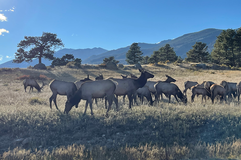 Estes Park: Guided Elk Rut Tour Ruttin' Around Elf Viewing Guided Tour