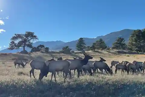 Estes Park: Guided Sunset Elk Mating Ritual Tour