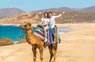 Los Cabos: Wüstenkamel- und ATV-Ritt mit Tequila-Verkostung