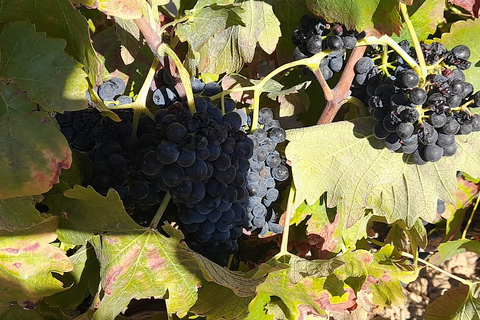 Lagos: visite de Ponta Da Piedade et de Lagos avec dégustation de vinLagos: visite guidée de Ponta Da Piedade et dégustation de vin