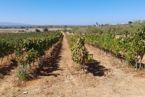 Lagos: tour de Ponta Da Piedade y Lagos con degustación de vinosLagos: visita guiada a Ponta da Piedade y cata de vinos