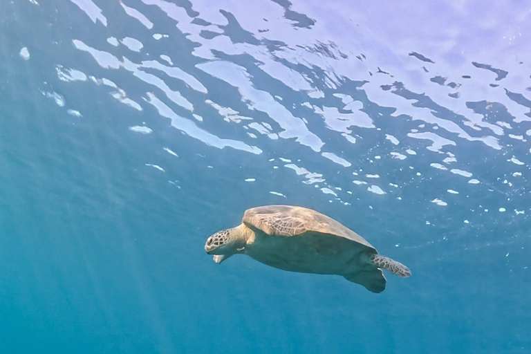جولة الغوص السطحي في جزر جيلي - استكشف الجنة تحت الماءأفضل صفقة - رحلة مفتوحة للغطس من جيلي تراوانجا