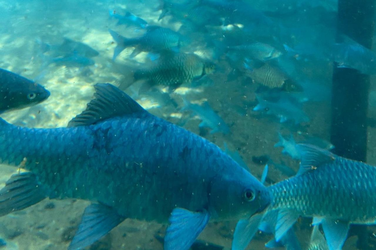 From Nairobi: Mzima Springs Wildlife Tour