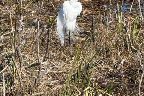 Everglades Tour private with 1 hour private airboat