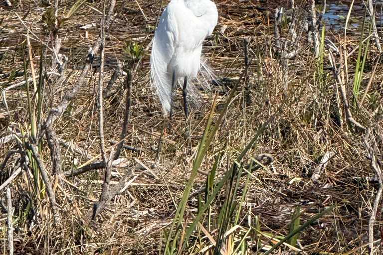 Everglades Tour private with 1 hour private airboat