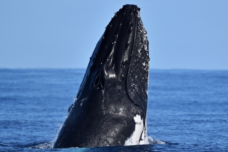 Desde Fremantle: Crucero de lujo de 2 horas para avistar ballenasOpción Estándar