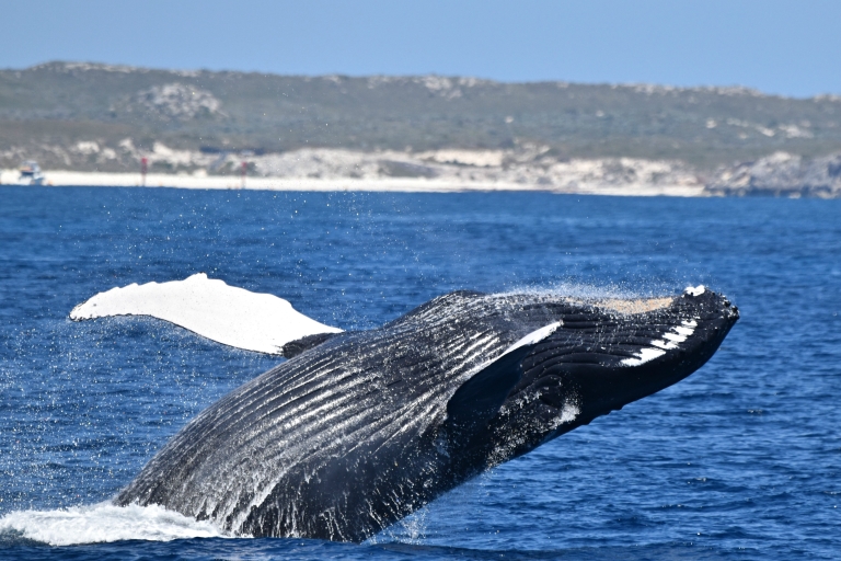 Au départ de Fremantle : croisière de luxe de 2 heures pour observer les baleinesOption standard