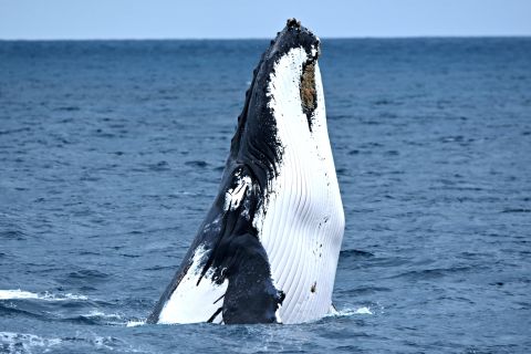 From Fremantle: 2-Hour Luxury Whale-Watching Cruise