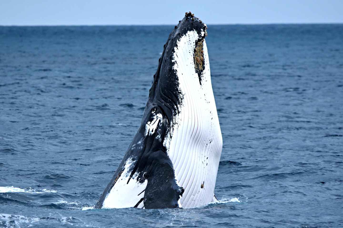 From Fremantle: 2-Hour Luxury Whale-Watching Cruise - Standard Option
