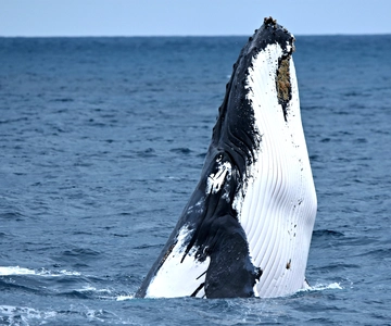 From Fremantle: 2-Hour Luxury Whale-Watching Cruise