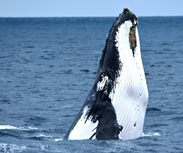 Au départ de Fremantle : croisière de luxe de 2 heures pour observer les baleines